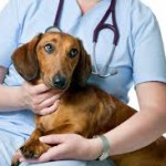 Quick tips for choosing the best animal hospital