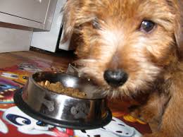 Popularity of Blue Buffalo in the Dog Food Market