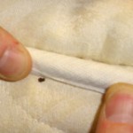 How to get rid of bed bugs effectively?