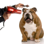 Effective Tips for Dog Grooming That Will Keep Your Pet Happy