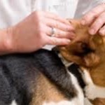 Getting rid of dog ear infection with the help of ear drops for dogs