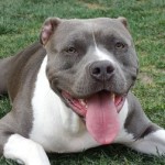 Importance of Supplements for Pitbull