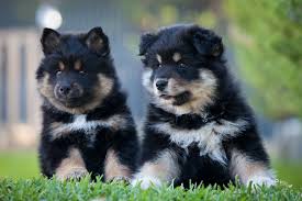 Facts Revolving Around Crossbred Puppies For Sale