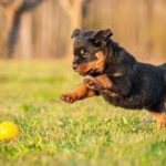 Tips On How To Train Your Puppy