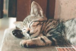 Effective Tips and Tricks to Train Your Kitten